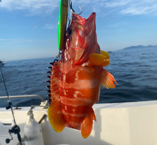 アカハタの釣果