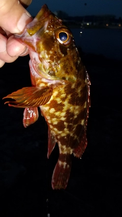 カサゴの釣果