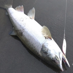 カラフトマスの釣果