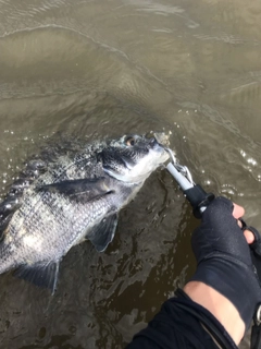 チヌの釣果