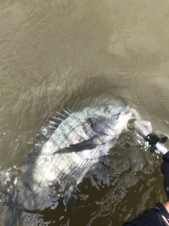 チヌの釣果