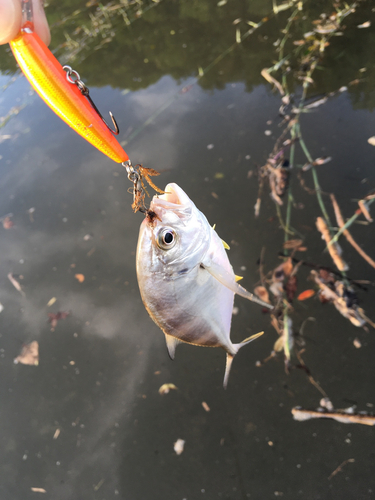 メッキの釣果