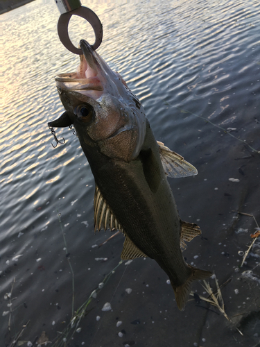 セイゴ（マルスズキ）の釣果