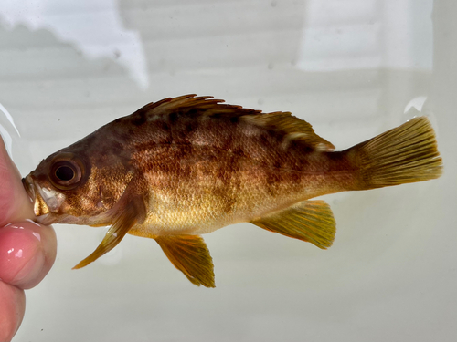 アカメバルの釣果