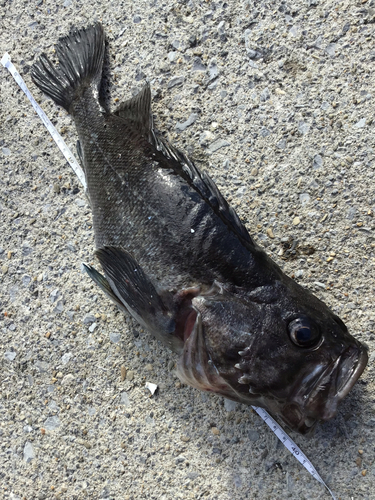 クロソイの釣果