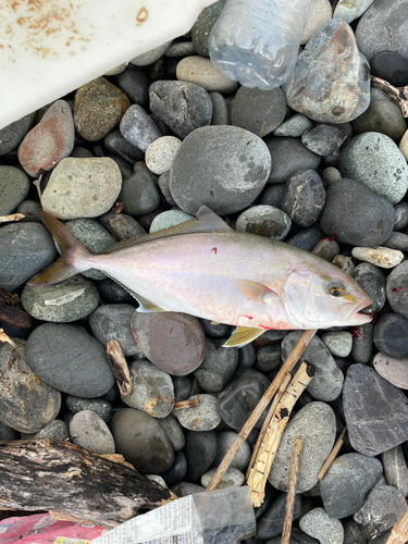 ショゴの釣果