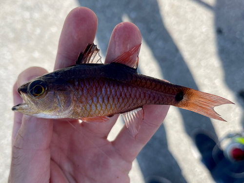 クロホシイシモチの釣果