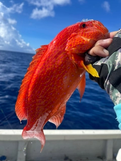 オジロバラハタの釣果