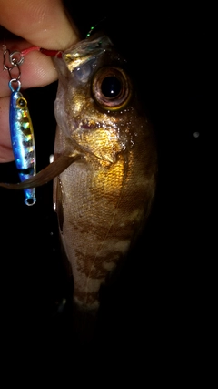 メバルの釣果