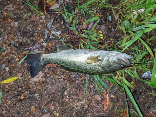 ブラックバスの釣果