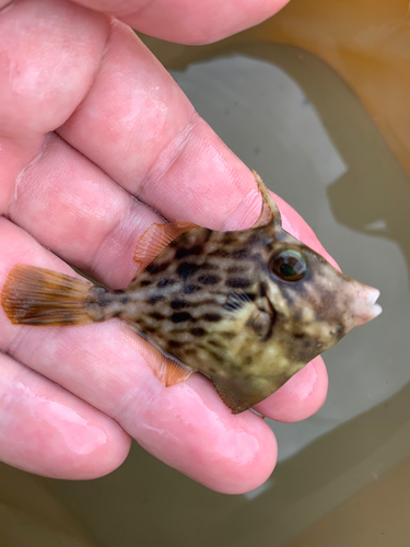 カワハギの釣果