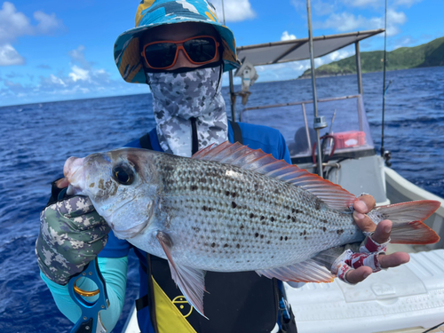 シロダイの釣果