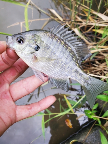 ブルーギルの釣果