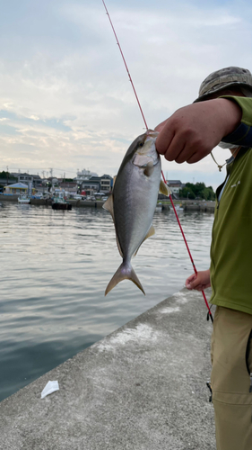 ショゴの釣果