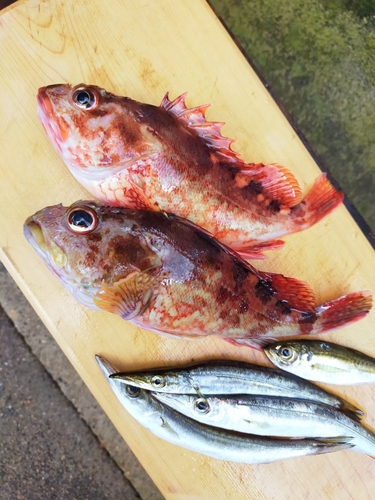 カサゴの釣果