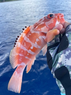 アカハタの釣果