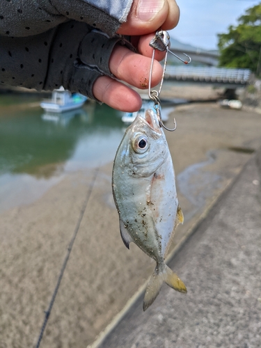 メッキの釣果