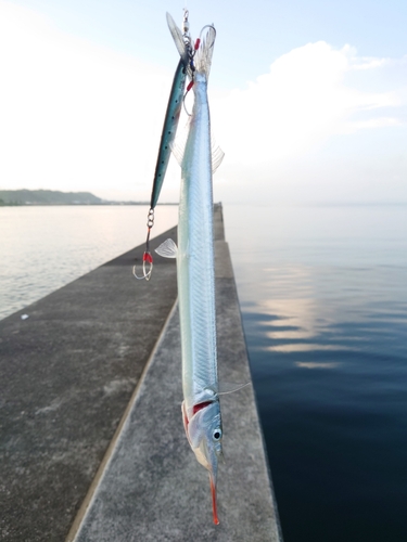 サヨリの釣果