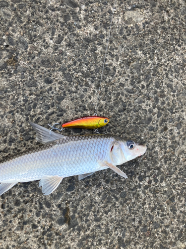 ニゴイの釣果