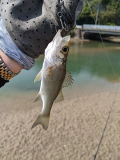 セイゴ（マルスズキ）の釣果