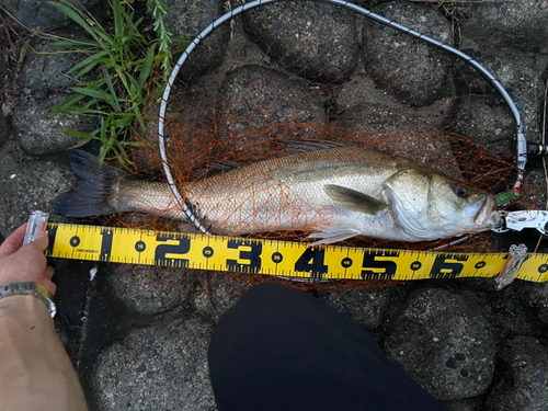 シーバスの釣果