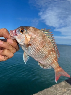 タイの釣果