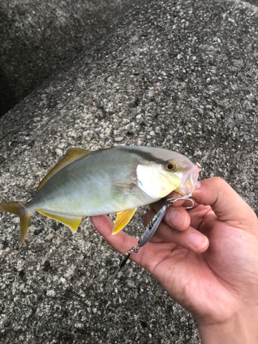 ショゴの釣果