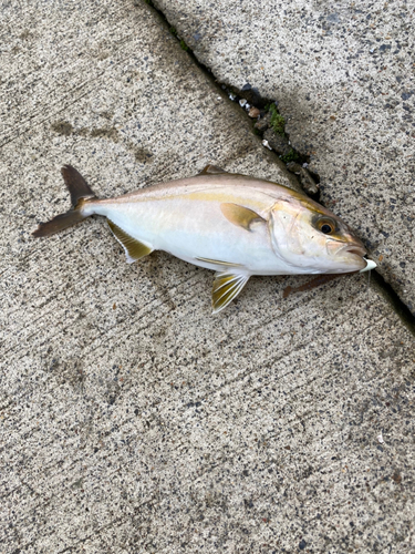 ショゴの釣果