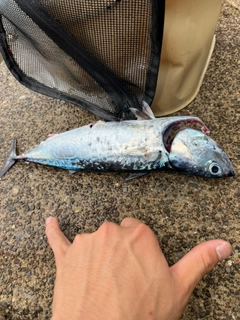 カツオの釣果