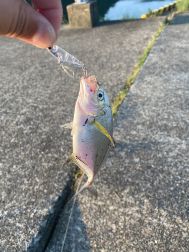 カスミアジの釣果