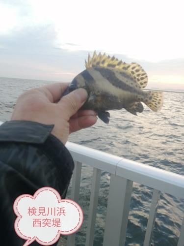 コショウダイの釣果