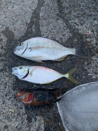 ヘダイの釣果