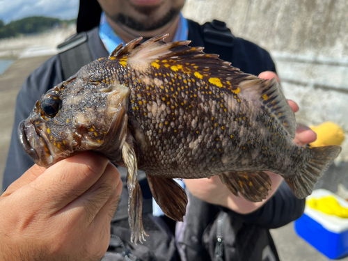 ムラソイの釣果