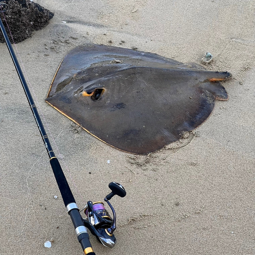 アカエイの釣果