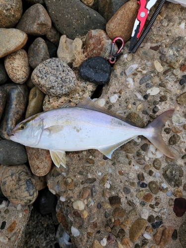 シオの釣果