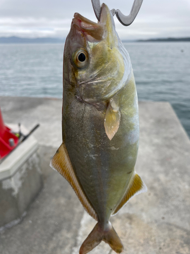 ショゴの釣果