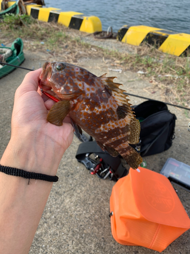 キジハタの釣果