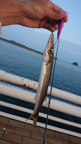 カマスの釣果