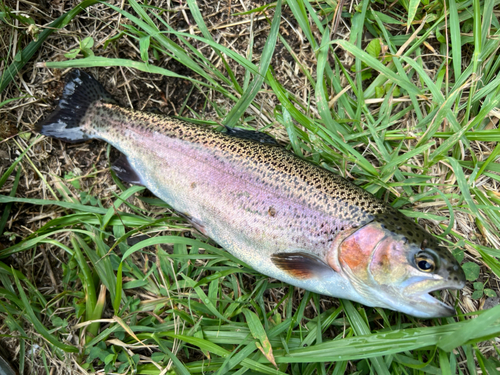 ニジマスの釣果