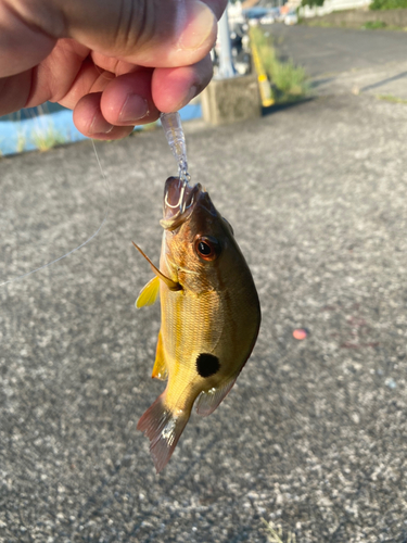 クロホシフエダイの釣果