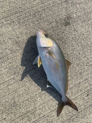 ショゴの釣果