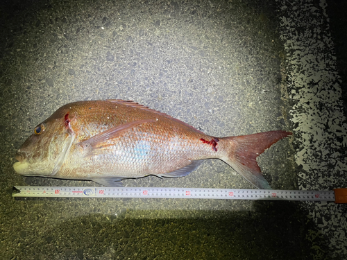 マダイの釣果