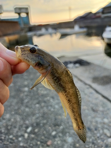 ハゼの釣果