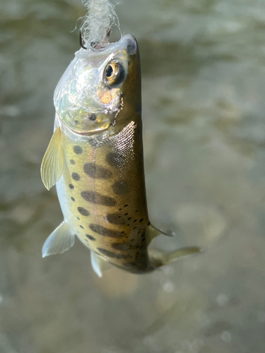 ヤマメの釣果