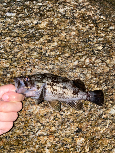 クロソイの釣果