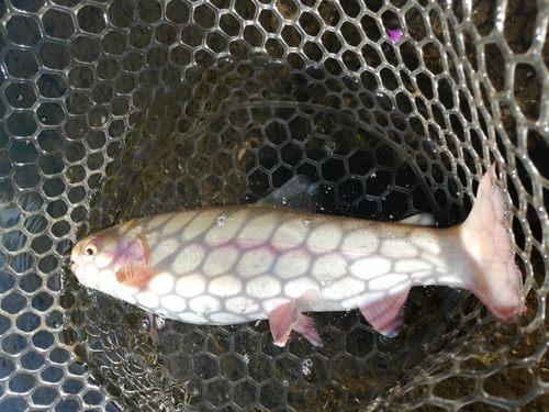 ニジマスの釣果