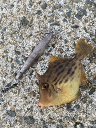 カワハギの釣果