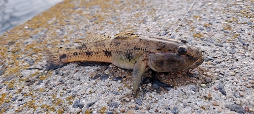 ハゼの釣果