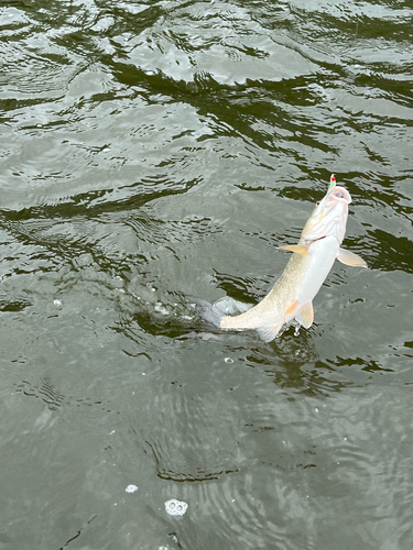 ウグイの釣果