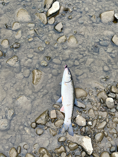 ウグイの釣果